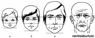 Вікові особливості голови людини