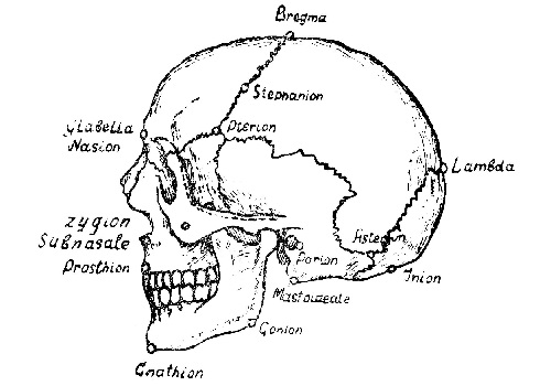 Череп (cranium)