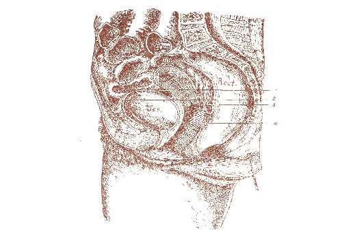 Анатомия таза -  pelvis
