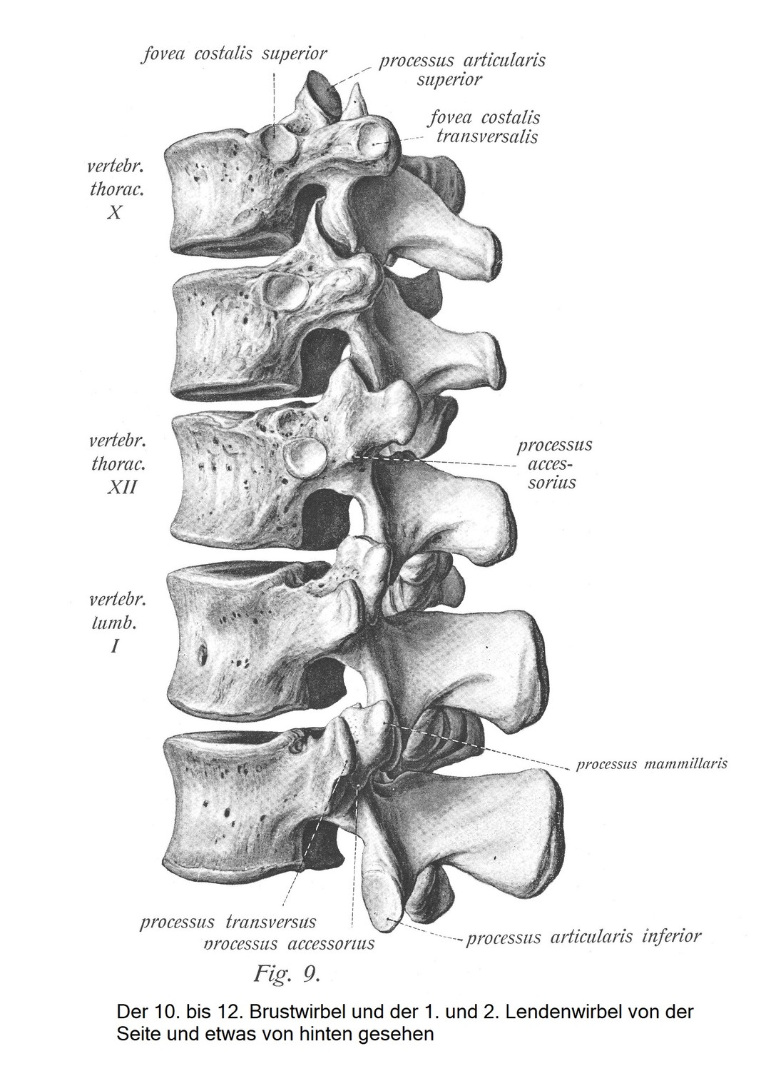 Brust- und Lendenwirbel, vertebrae thoracales et lumbales