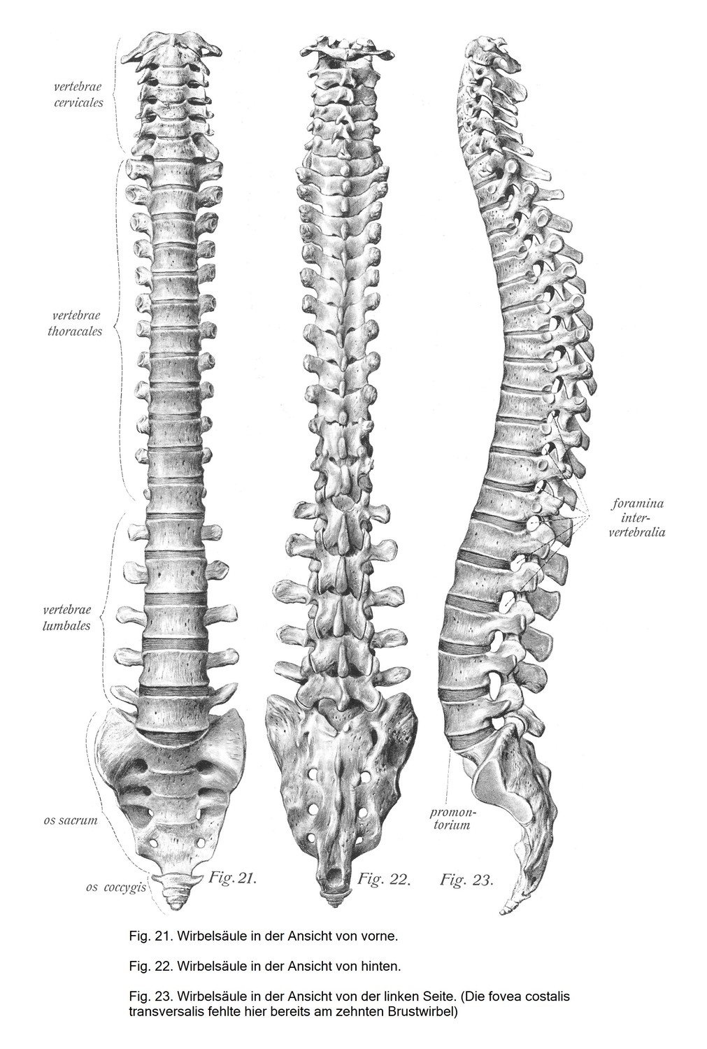 Wirbelsäule, columna vertebralis