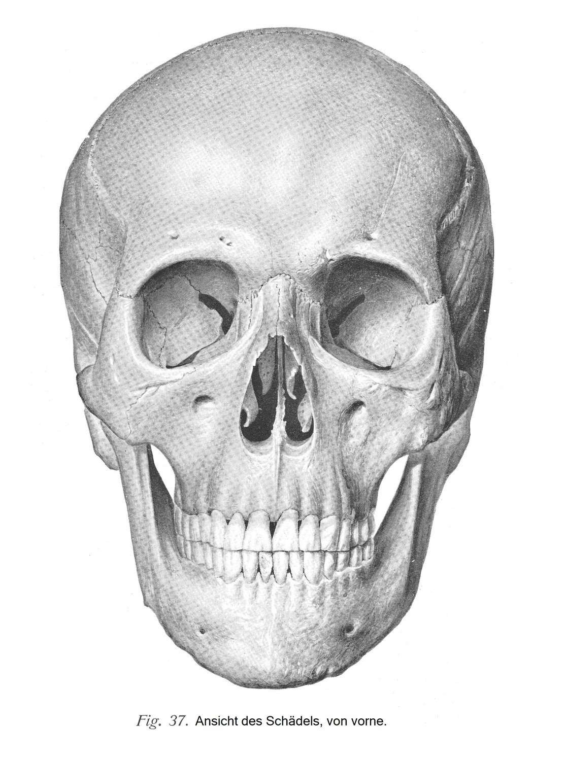 Schädel, cranium, und Schädelknochen, ossa cranii. Schädel als Ganzes
