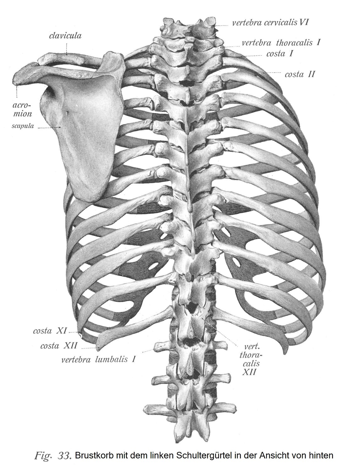 Brustkorb, thorax