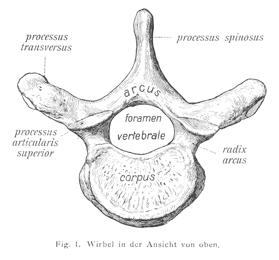 Wirbelsaule, columna vertebrali