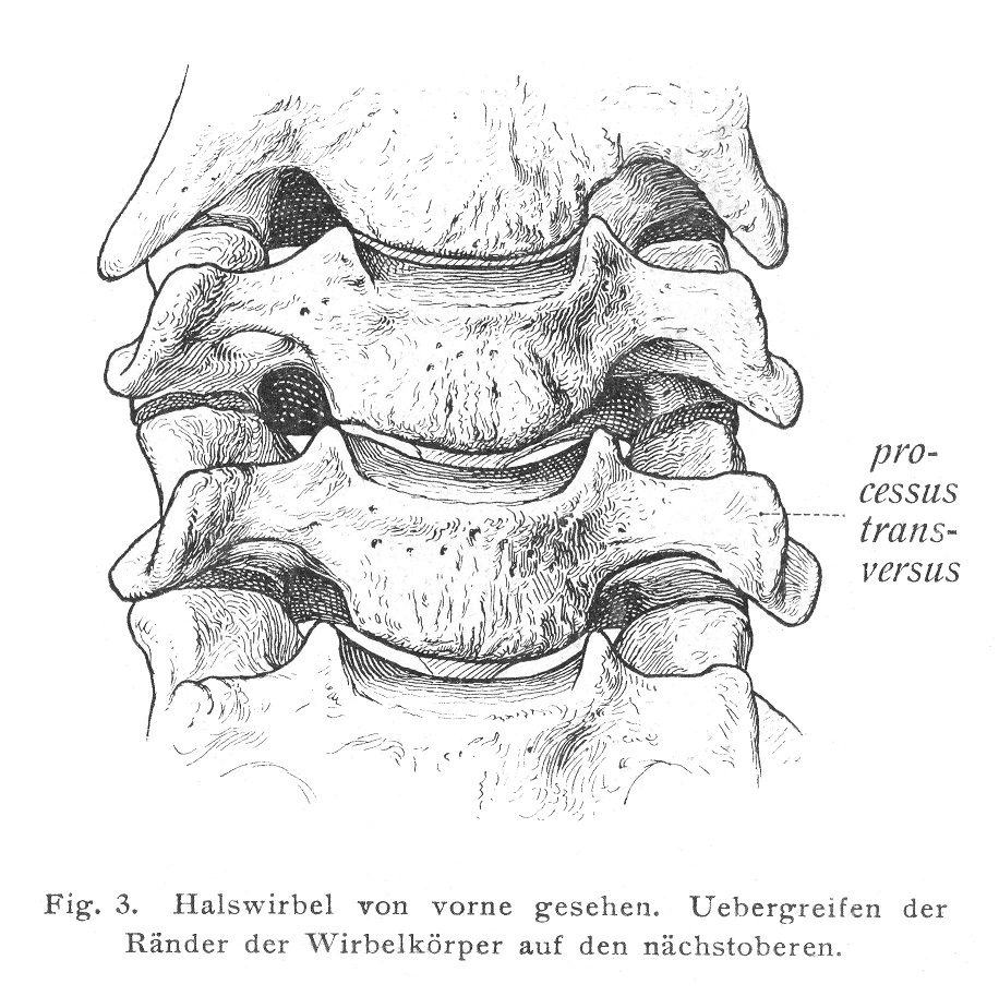 Halswirbel, vertebrae cervicales