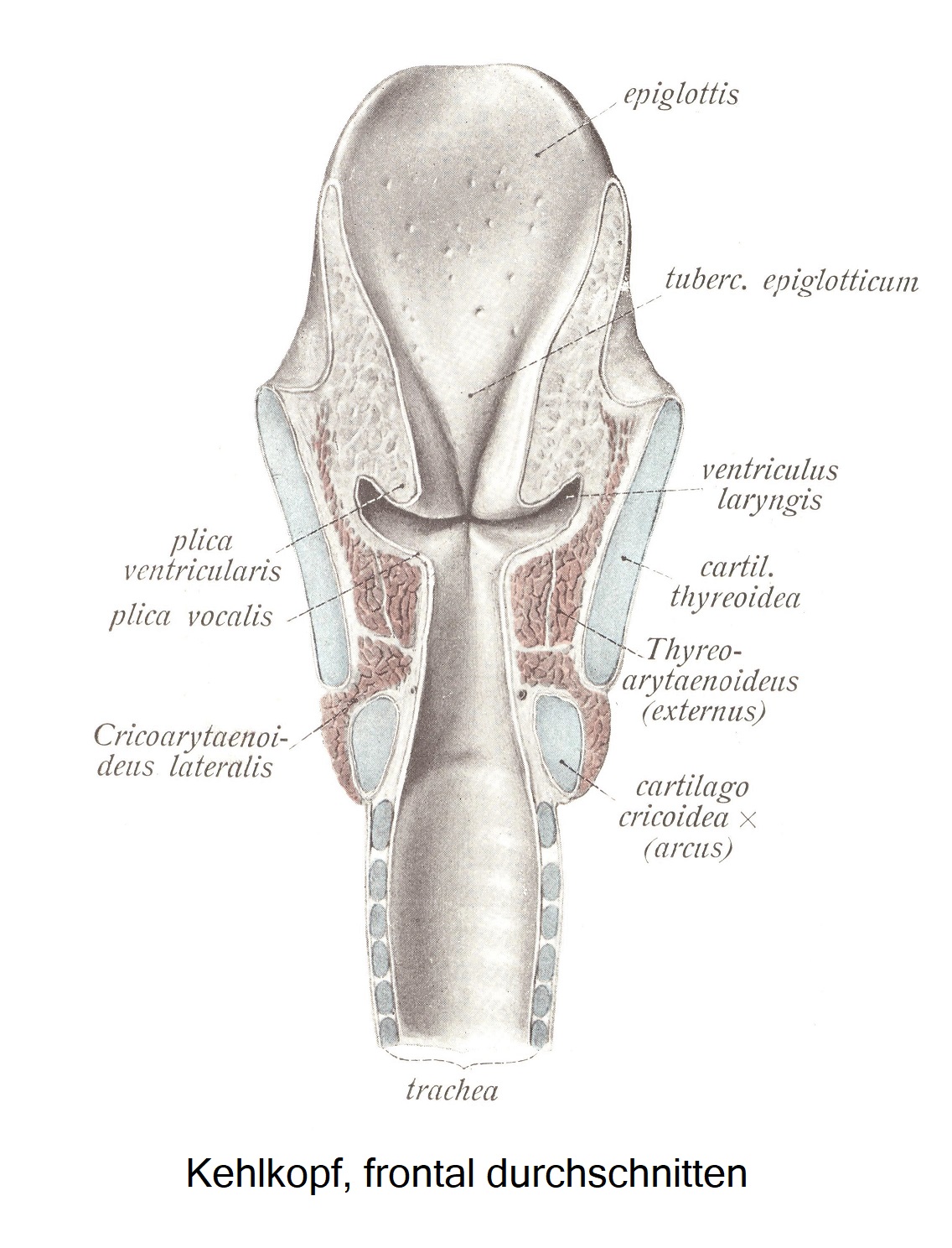 Die Schleimhaut des Kehlkopfes, tunica mucosa laryngis
