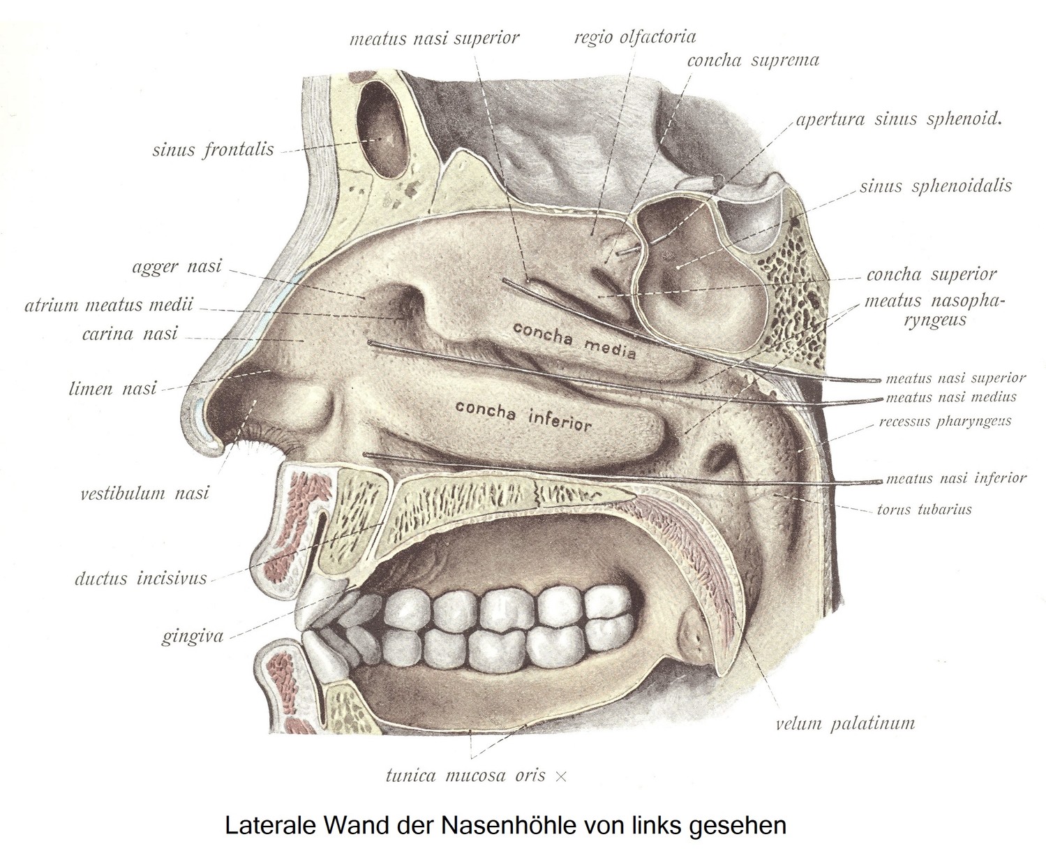 Die Nebenhöhlen der Nase, sinus paranasales