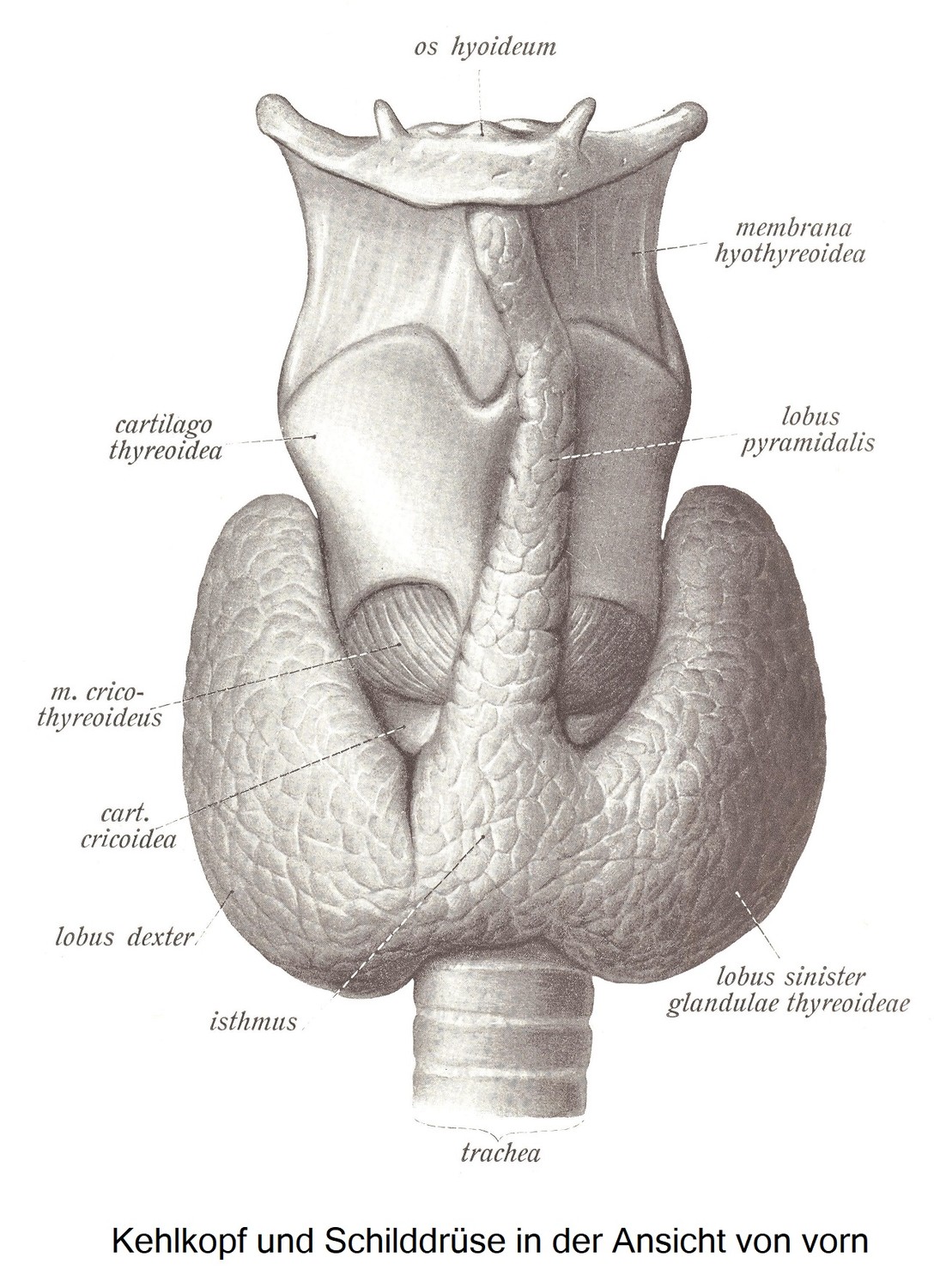 Die Schilddrüse, glandula thyreoidea