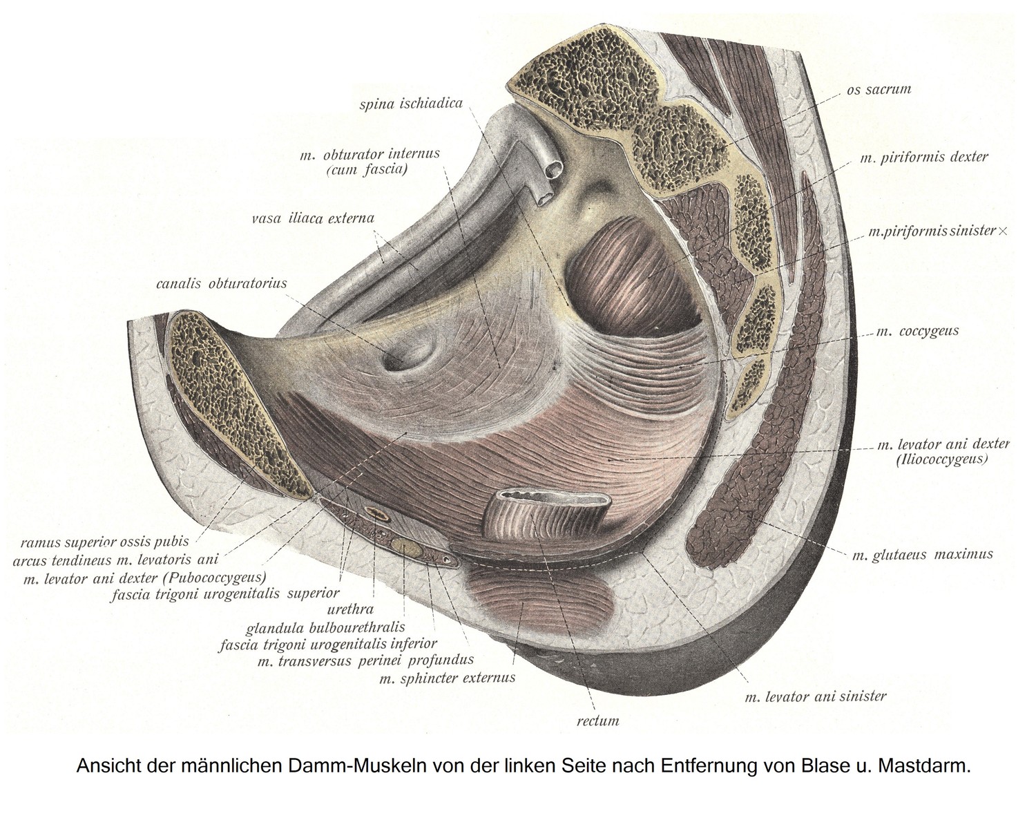 Damm-Muskeln, musculi perinei