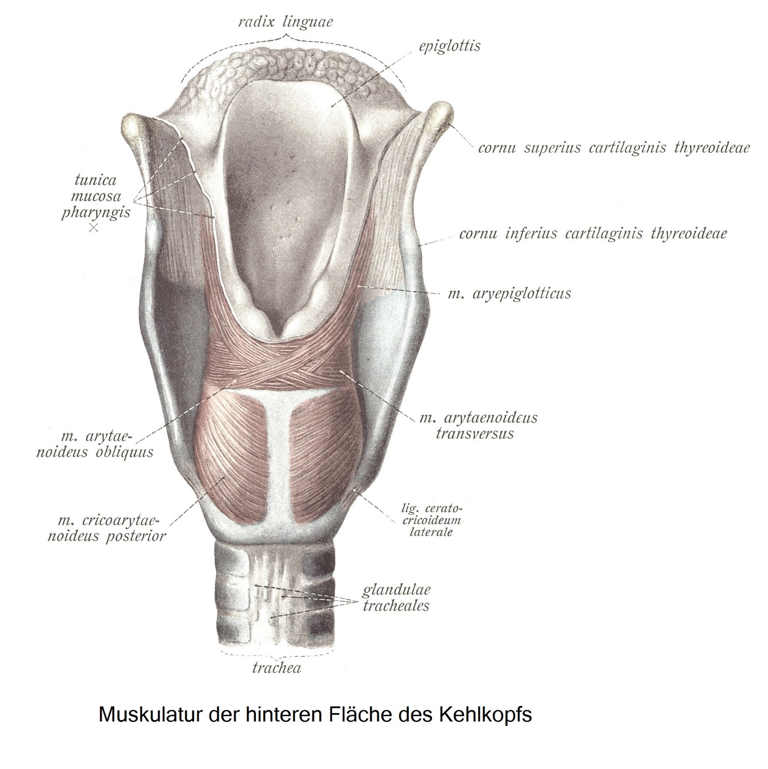 Die Kehlkopfsmuskeln, masculi laryngis