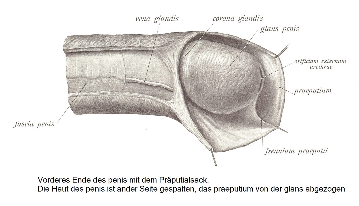 Das männliche Glied penis Atlas der deskriptiven Anatomie des