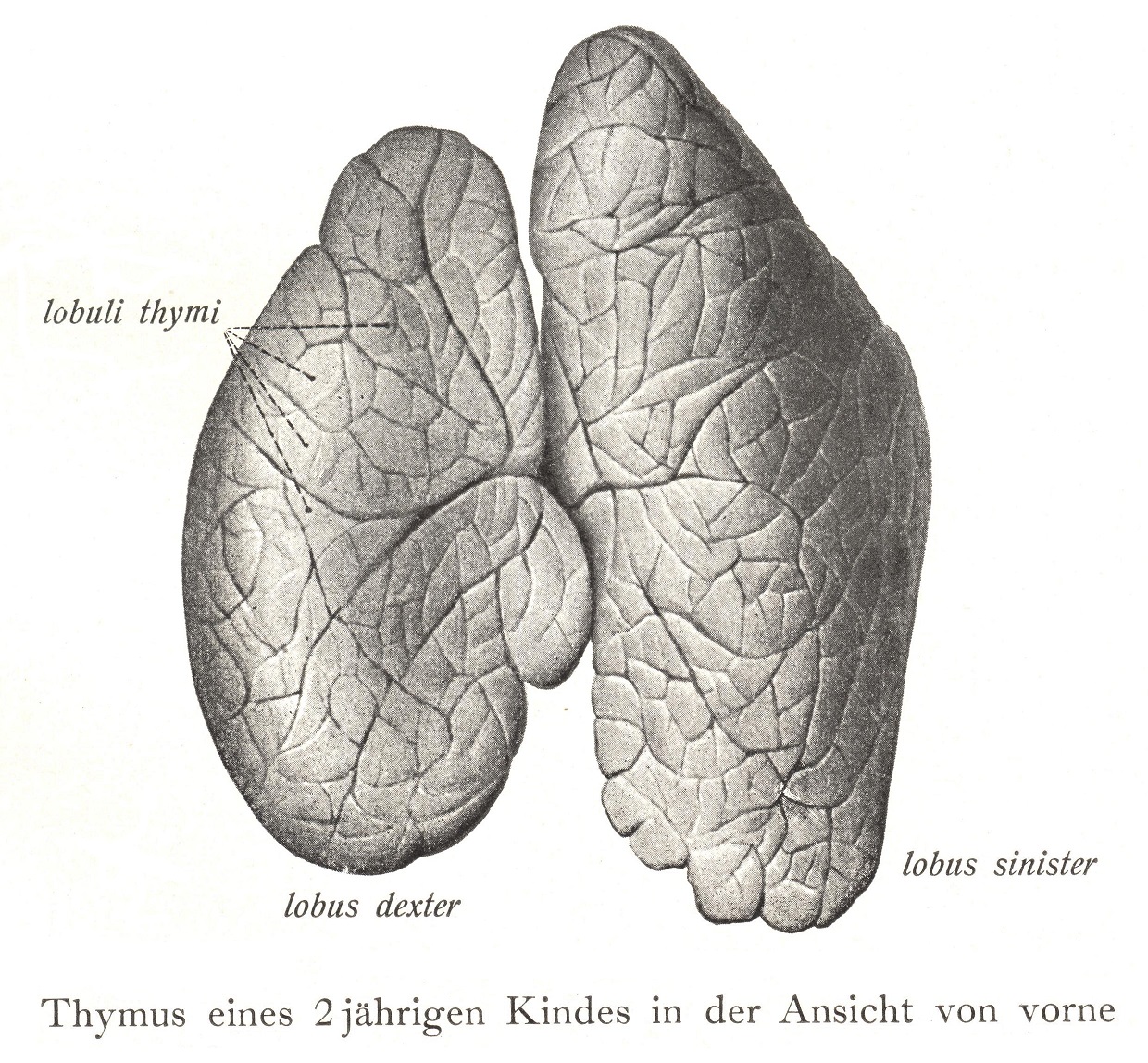 Die Thymusdrüse, glandula thymus