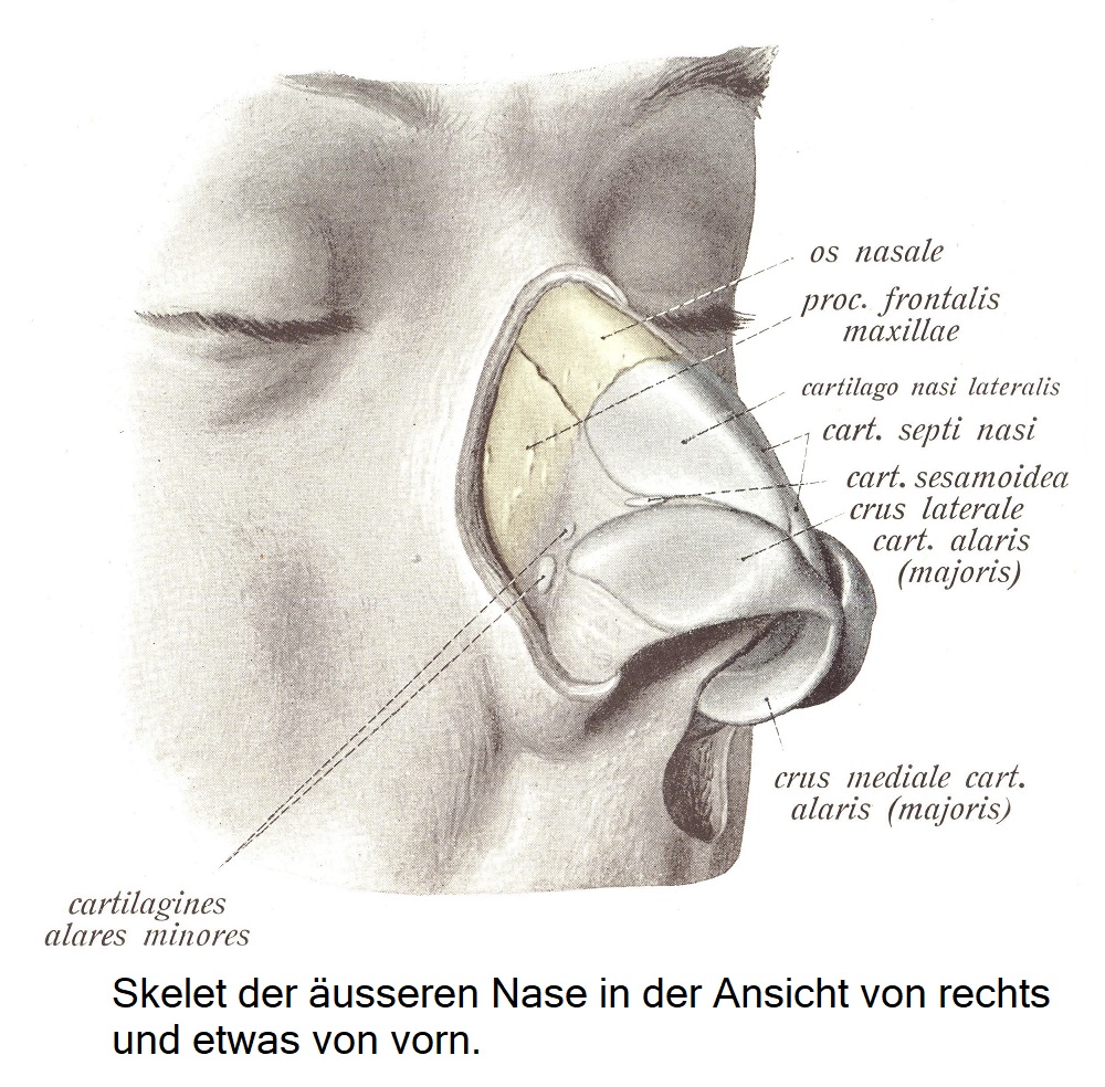 Die äussere Nase, nasus externus