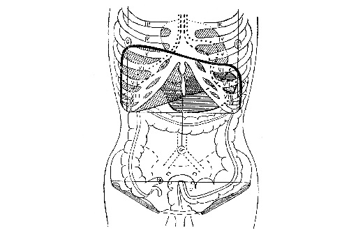 Проекция органов брюшной полости на стенку живота и нижний отдел грудной клетки