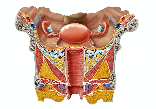 Матка — uterus и влагалище — vagina