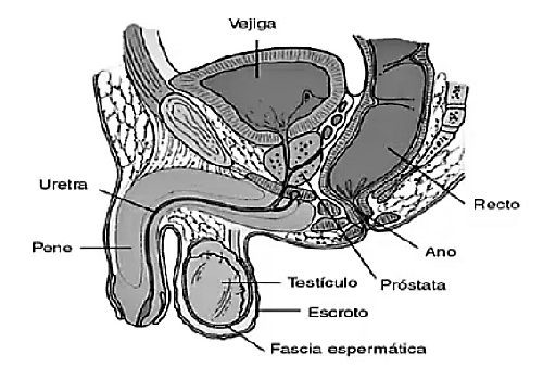 Предстательная железа — Prostata