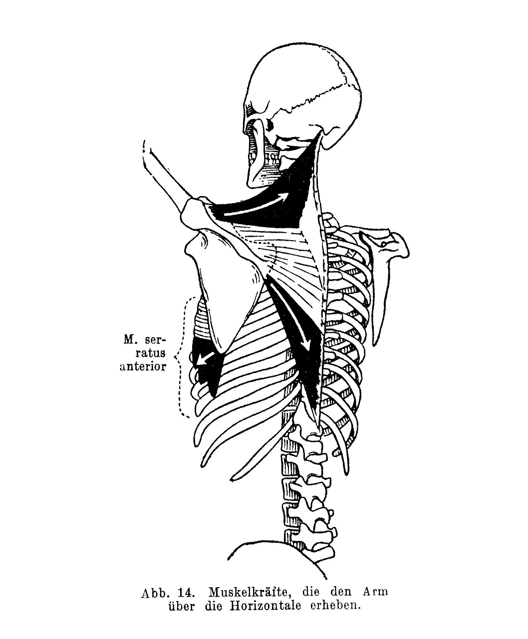 Muskeln, die auf den Schultergürtel wirken