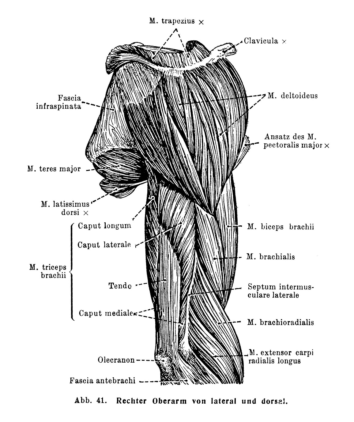 Muskeln, die auf das Schultergelenk wirken