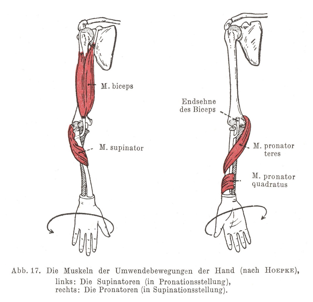 Die Umwendebewegungen der Hand (Pvonation und Supination)