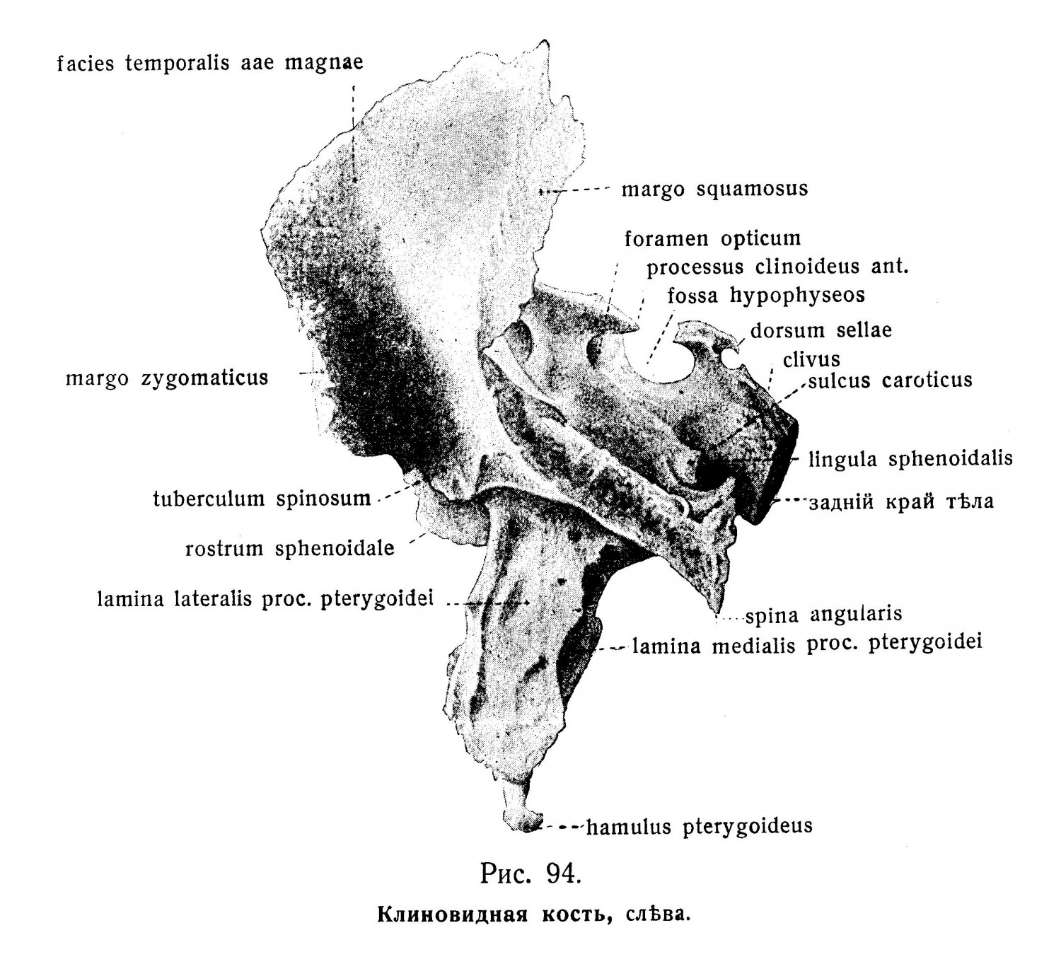 Клиновидная кость, os sphenoidale