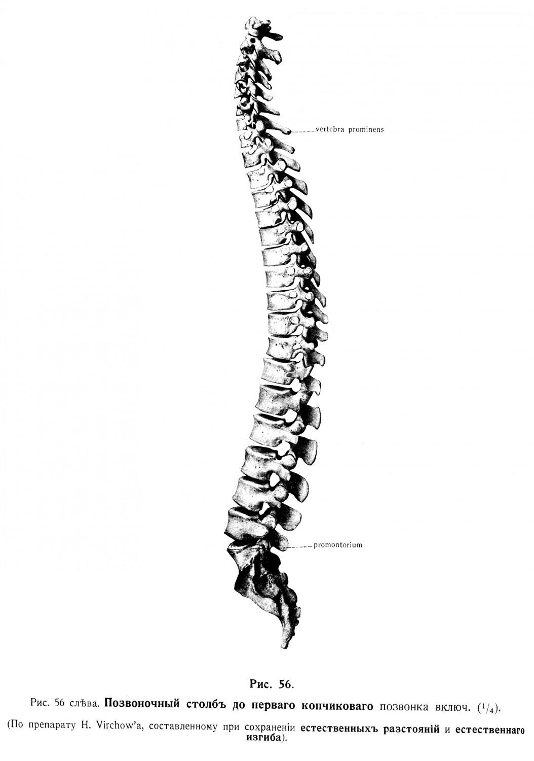 Грудные позвонки, vertebrae thoracales