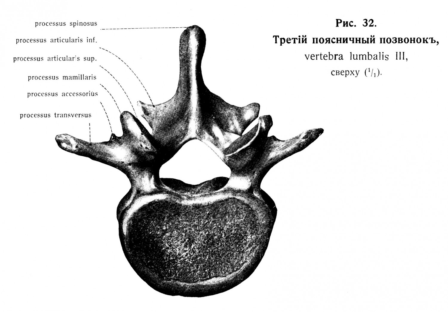 Поясничные позвонки, vertebrae lumbales
