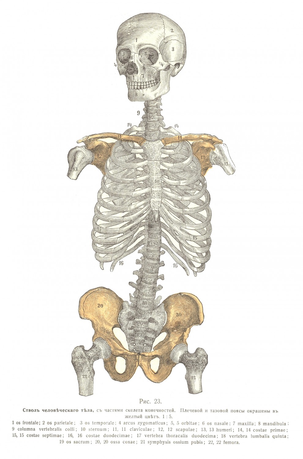 Обзоръ скелета, форма, наружный видъ, части костей, общія обозначенія.