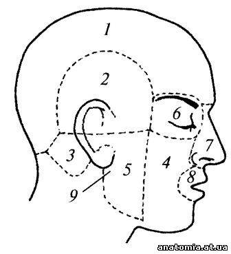 Топографічна анатомія ділянок голови