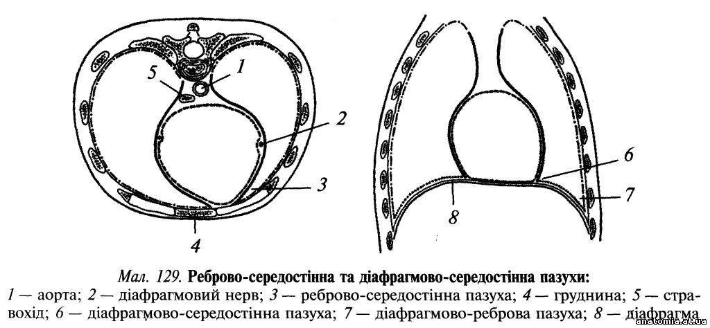 Синусы плевры картинка