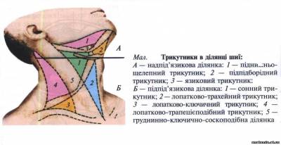 Топографічна анатомія шиї