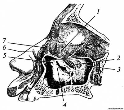 Внутрішня поверхня носової порожнини