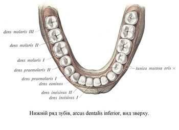 Нижній ряд зубів, arcus dentalis inferior, вид зверху