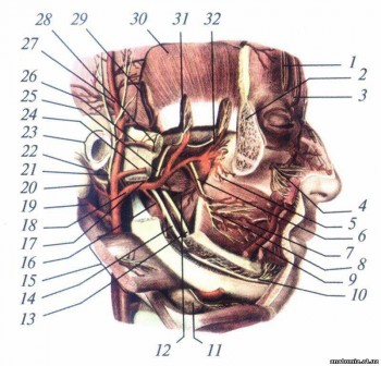 Топографічна анатомія глибокої ділянки лиця