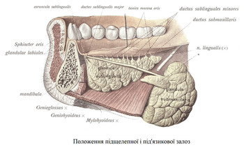 Положення підщелепної і під'язикової залоз