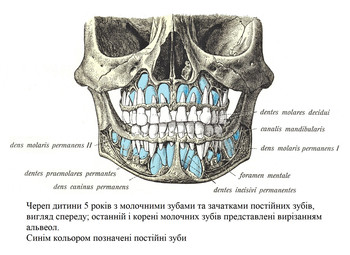 Череп дитини з молочними зубами та зачатками постійних зубів
