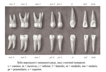 Зуби верхнього і нижнього ряду, вид з язичної поверхні