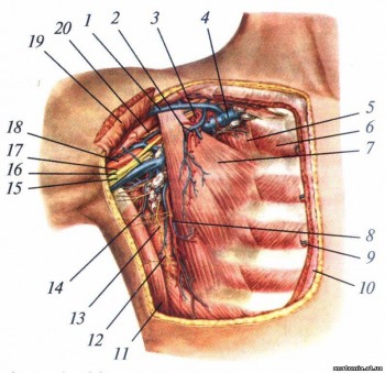 Глибокі утворення передньо-бічної грудної стінки