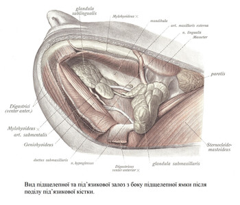 Вид підщелепної та під’язикової залоз з боку підщелепної ямки