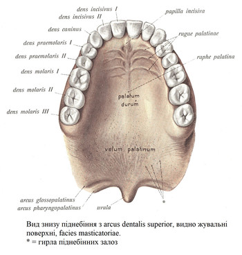 Вид знизу піднебіння з arcus dentalis superior