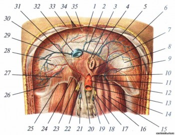 Топографічна анатомія діафрагми