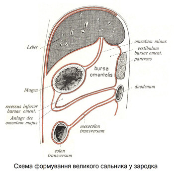 Схема формування великого сальника у зародка