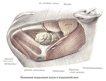 Положення підщелепної залози в підщелепній ямці