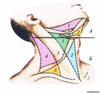Трикутники в ділянці шиї