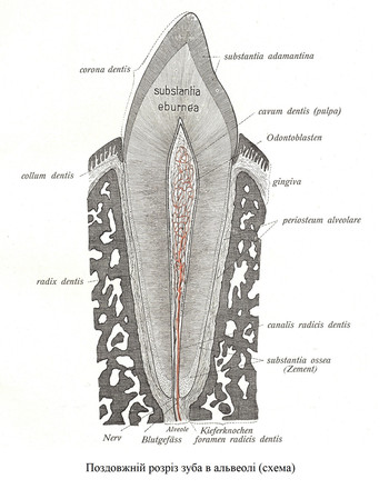Поздовжній розріз зуба в альвеолі (схема)