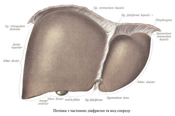 Печінка з частиною діафрагми та вид спереду