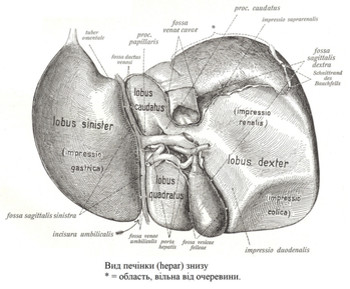 Вид печінки (hepar) знизу