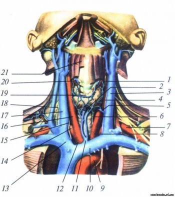 Глибокі анатомічні утворення шиї