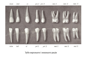 Зуби верхнього і нижнього рядів