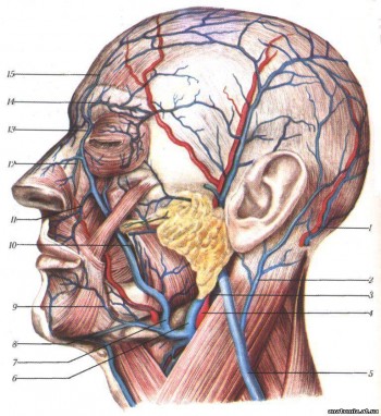 Вени лицевого і мозкового відділів голови
