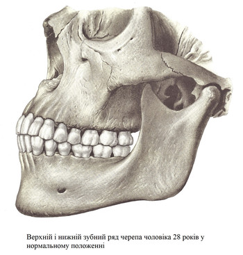 Верхній і нижній зубний ряд черепа чоловіка
